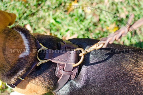 Beagle Harnesses UK