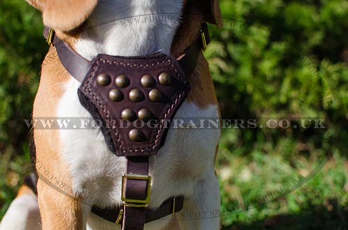 Beagle Harnesses UK