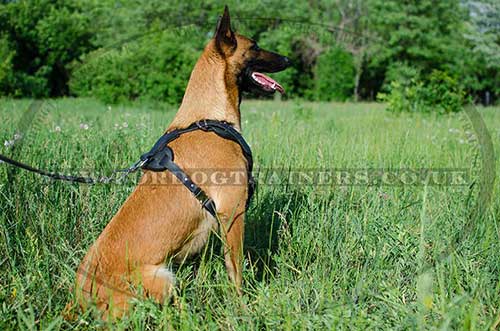 Belgian Shepherds Malinois Harnesses