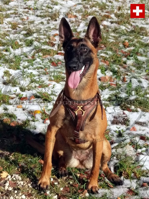 leather dog harness for belgian malinois