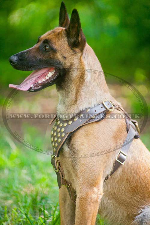 Studded leather dog harness