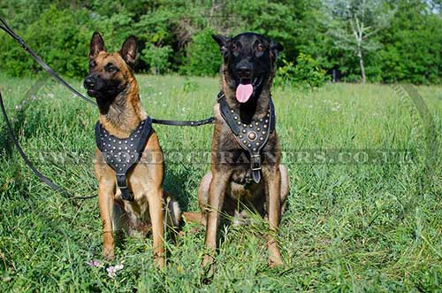 Studded Dog Harnesses