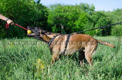 Belgian Malinois harness for dogs