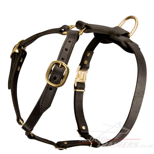 Best dog harness