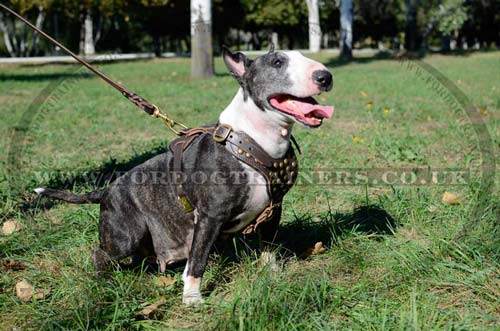 Studded leather dog harness