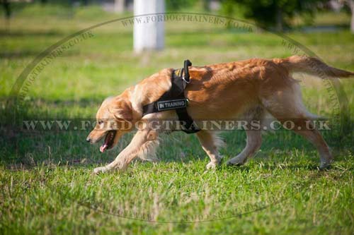 Service Dog Harness