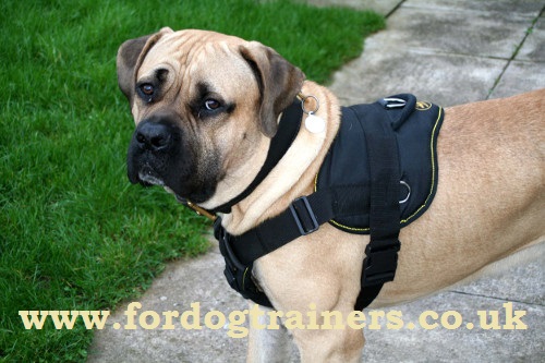 Nylon dog harness