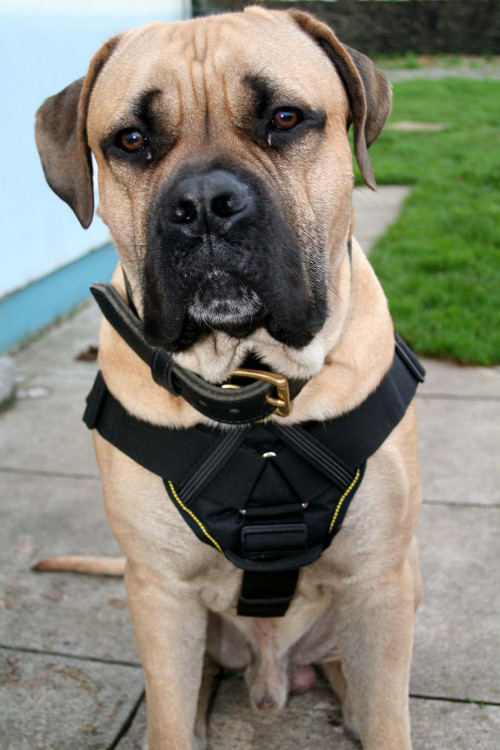 Mastiff harness