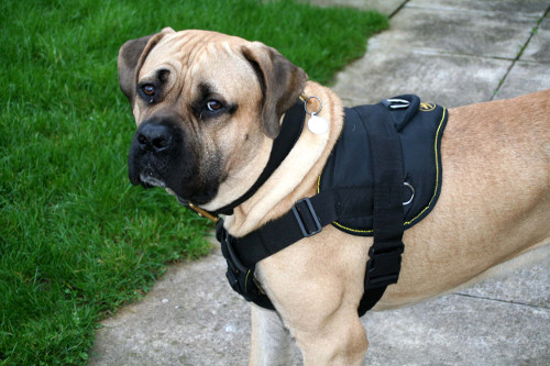 Harness for Mastiff