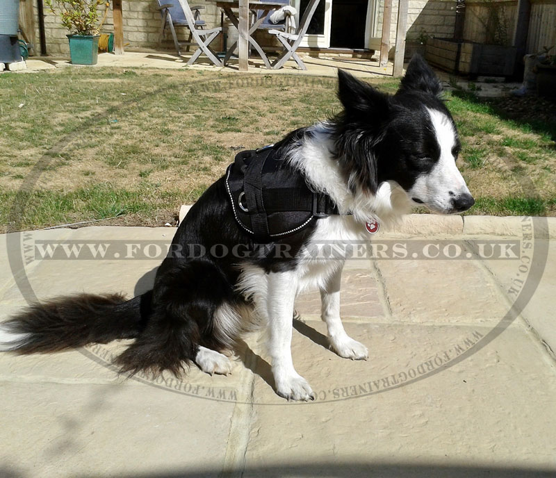 Nylon Dog Harness for Collie Collie Harness UK Bestseller