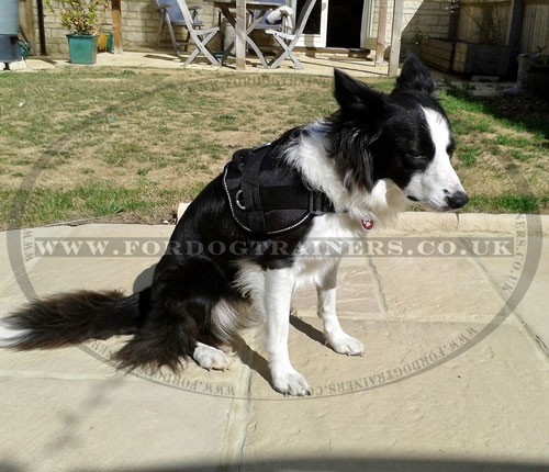 Border Collie Harness UK Bestseller