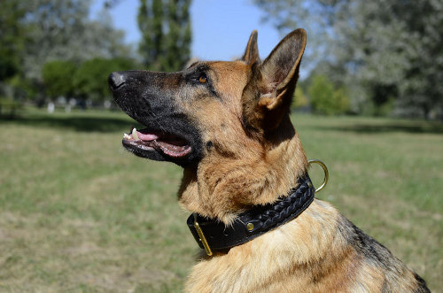 Braided Leather Dog Collar for German Shepherd