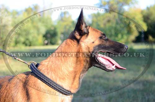 Braided Leather Dog Collar