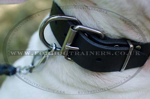 British Bull Terrier Collar