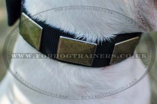 British Bull Terrier Nylon Dog Collar