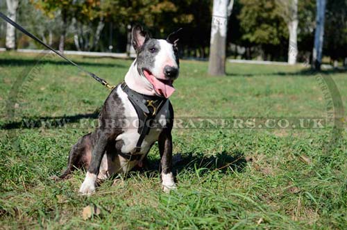 leather dog harness for Bullterrier