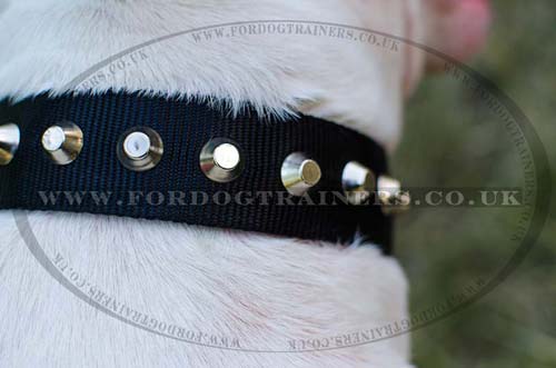 Bull Terrier Collar with Pyramids