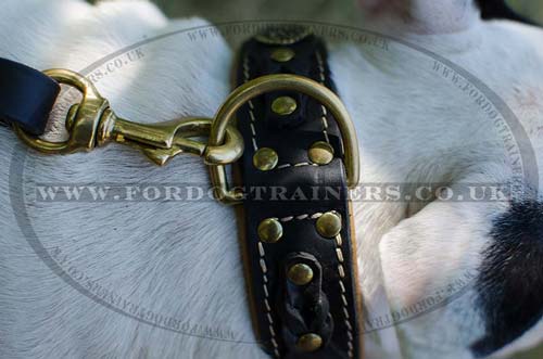 Bull Terrier Collar