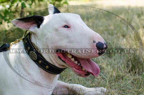 Bull Terrier Collar