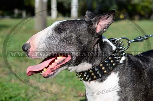 royal dog collar
