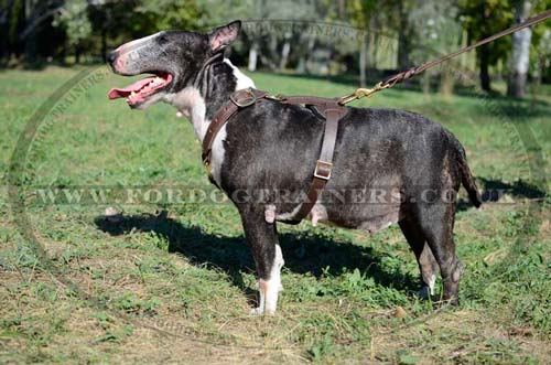 Leather dog harness for Bull Terrier