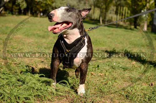 Bull Terrier Harness