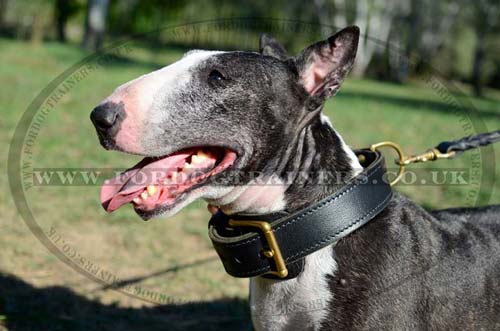 Leather dog collar