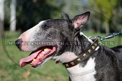 British Bull Terrier Collar