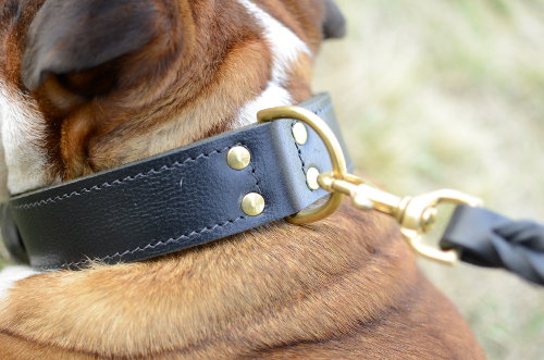 Bulldog collar