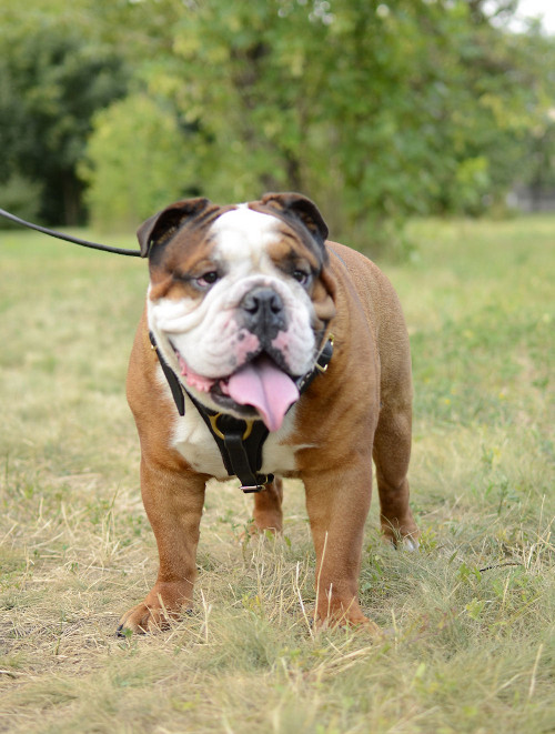 Bulldog Dog Harness with Chest Pad