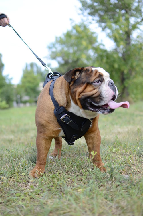 Padded Dog Harness for English Bulldog