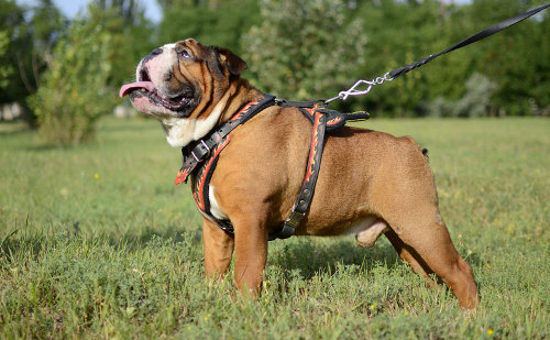 Bulldog harness