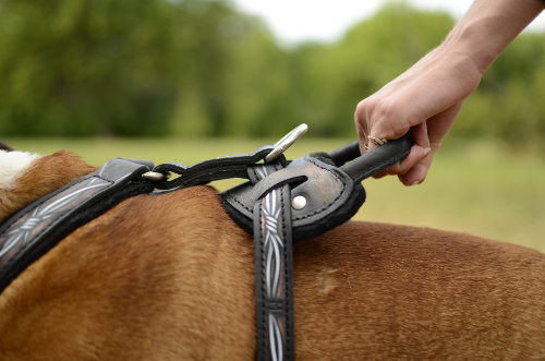 English Bulldog harness