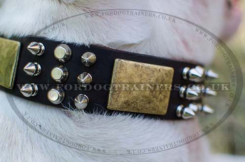 Bullterrier collar