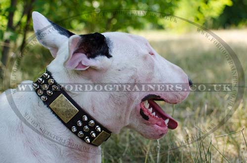 Bullterrier Leather Dog Collar