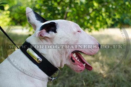 Personalized Nylon Dog Collar for Bullterrier