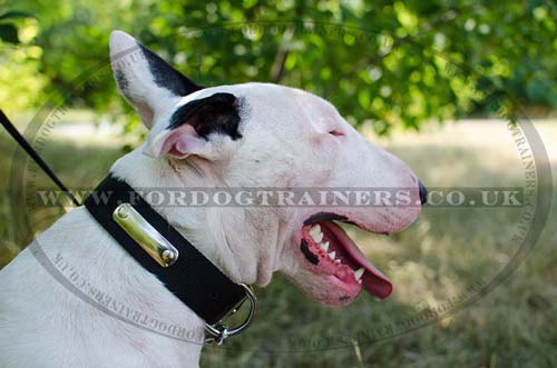 Personalized Bullterrier Collar