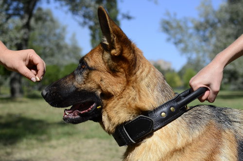 police dog collar with handle