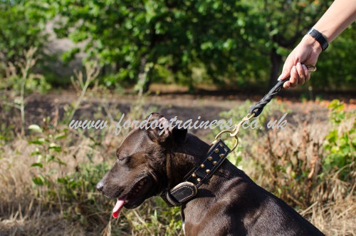 dog walking on a leash