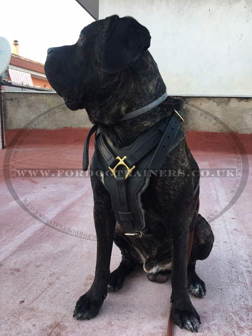 cane corso harness uk