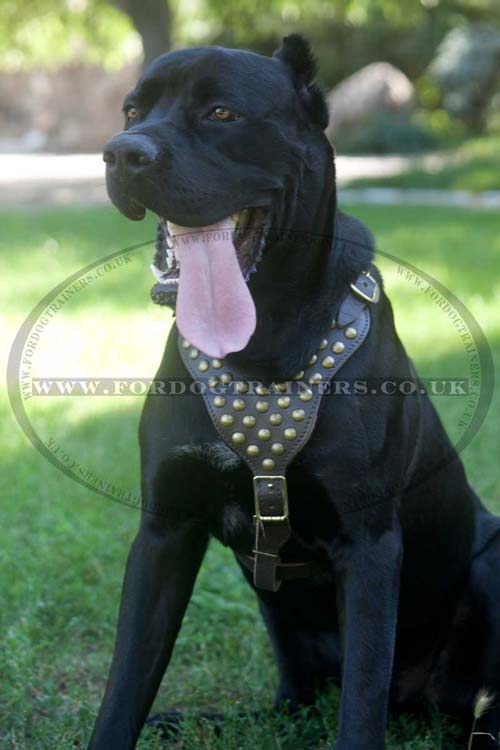 Studded dog harness