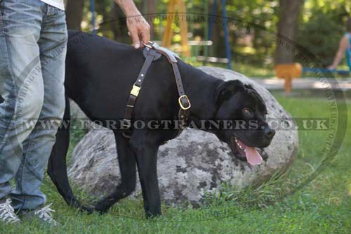 Studded dog harness