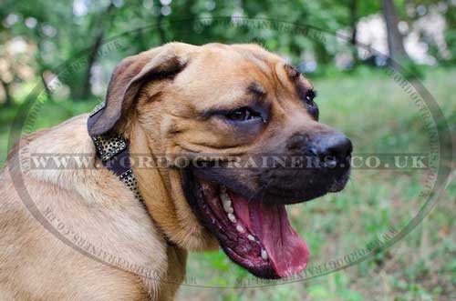 Cane Corso dog leather collar