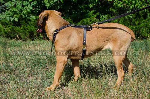 Royal Dog Harness for Cane Corso Mastiff