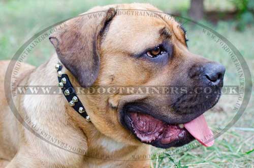 Cane Corso Italiano dog collar