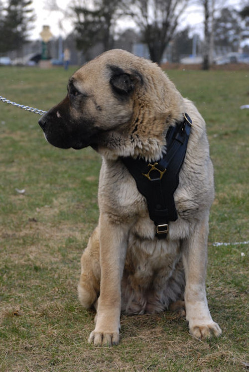 Padded Dog Harness