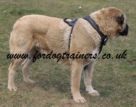 Caucasian Shepherd