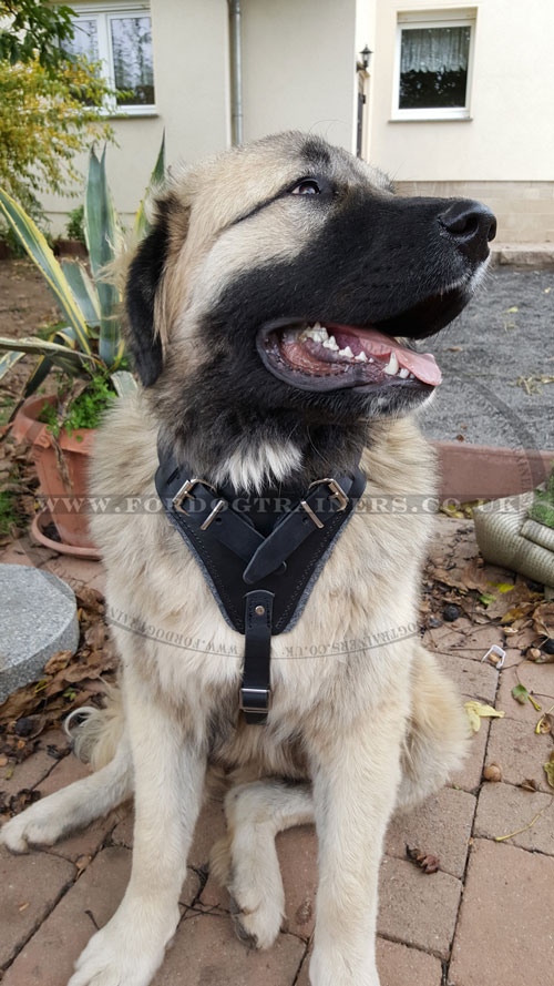 Caucasian Shepherd Dog Harness K9