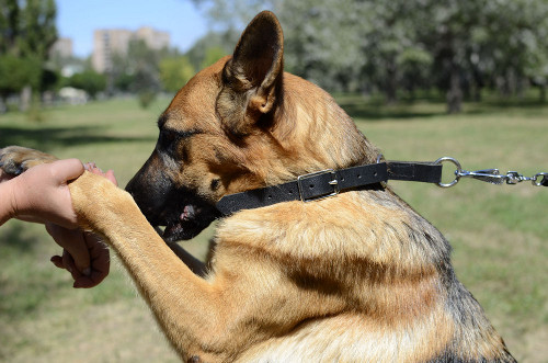 Dog Choke Collar for German Shepherd