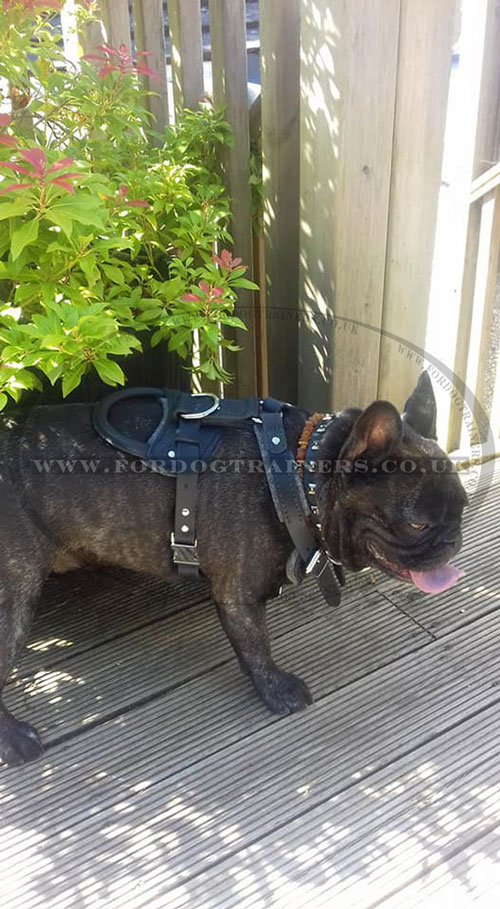 French Bulldog Harness